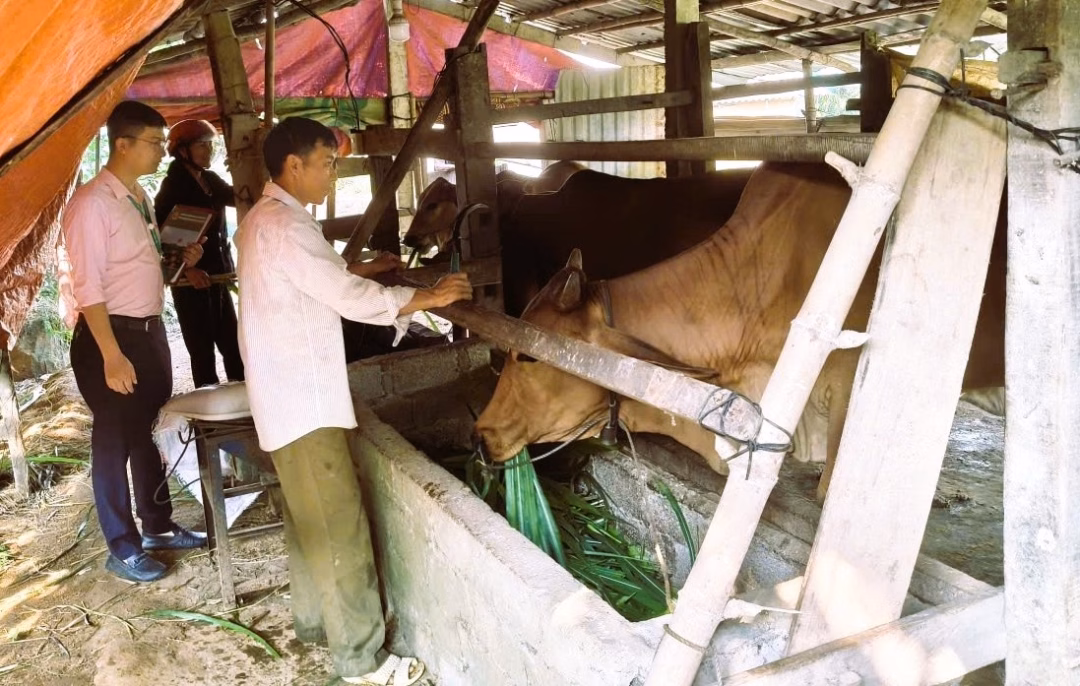 Ông Lê Hải Lưu (phải) tại thôn Đồng Lê, xã Đồng Lê, một ví dụ về việc vận dụng hiệu quả vốn vay chính sách để phát triển chăn nuôi.