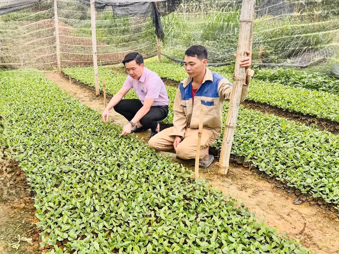 Các mô hình nông nghiệp ứng dụng vốn tín dụng chính sách mang lại giá trị kinh tế cao cho bà con